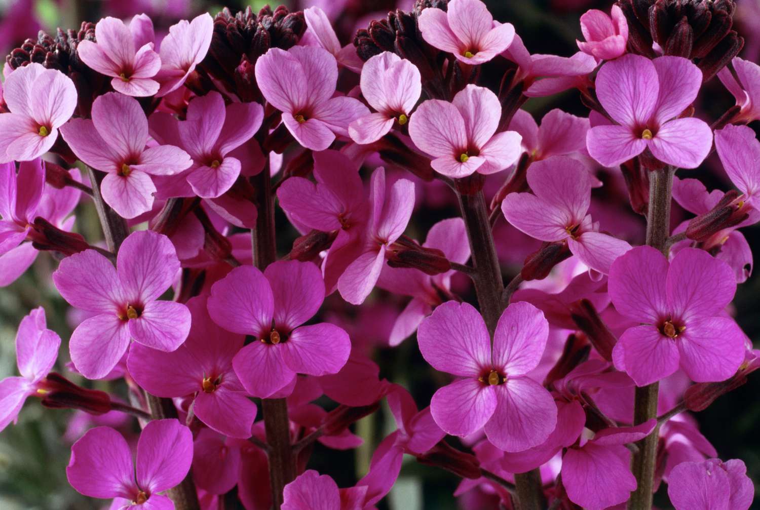 Wallflower (Erysimum)