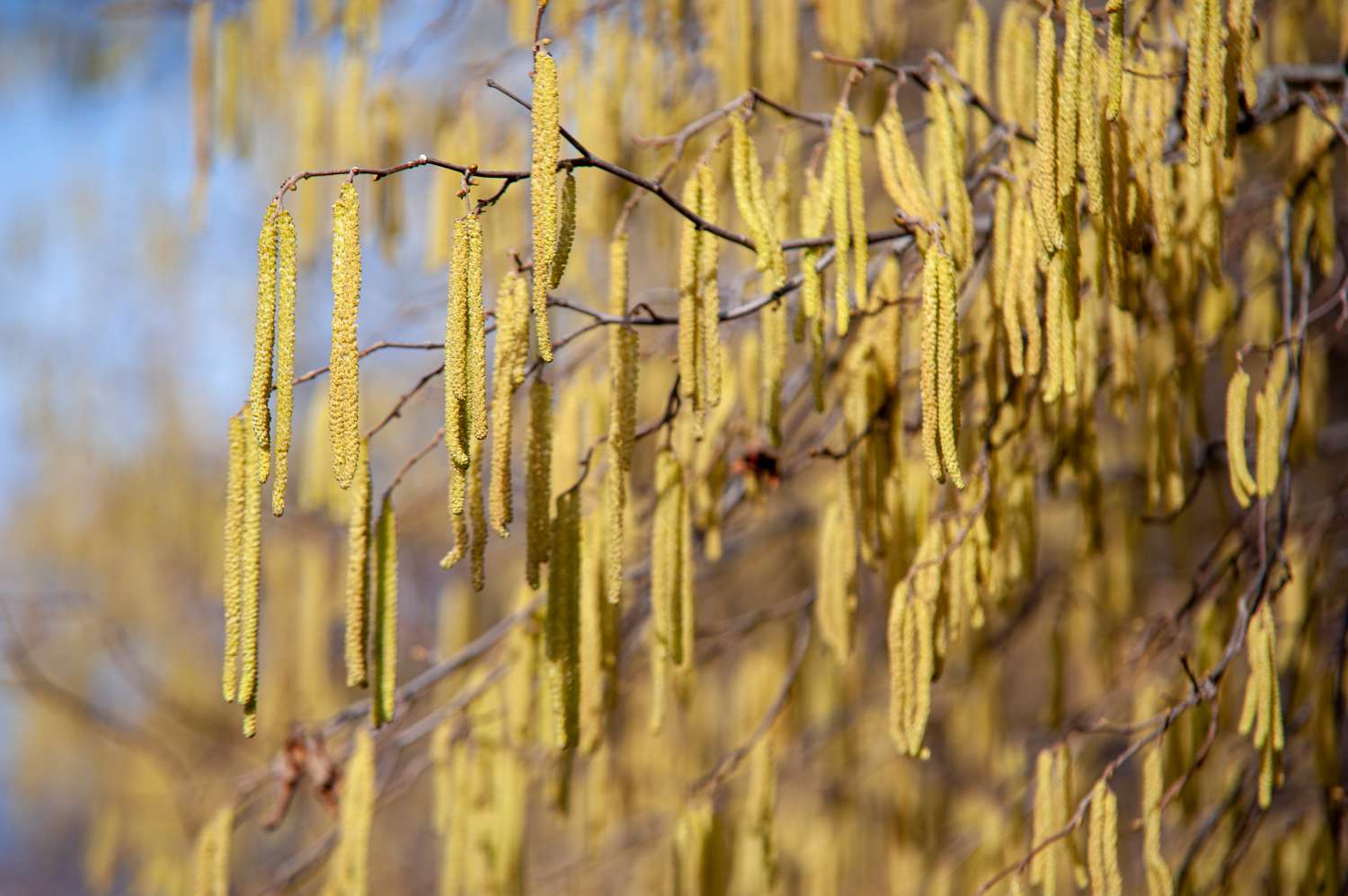 Haselnussbaumzweige mit gelben Haselnussblütenranken im Sonnenlicht
