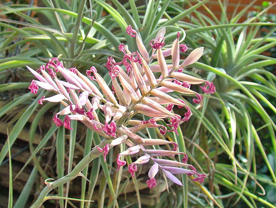 Cacticola air plant with pink blooms