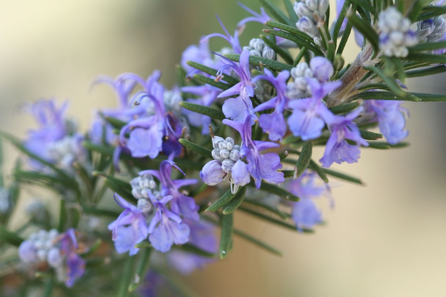 Close up of rosemary plant and flowers