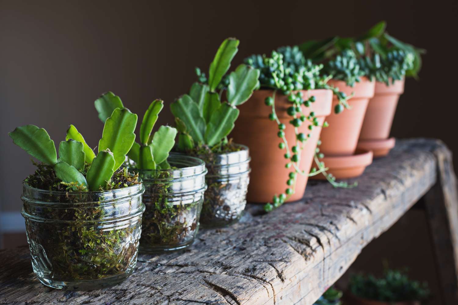 várias plantas de casa verdes em vasos pequenos