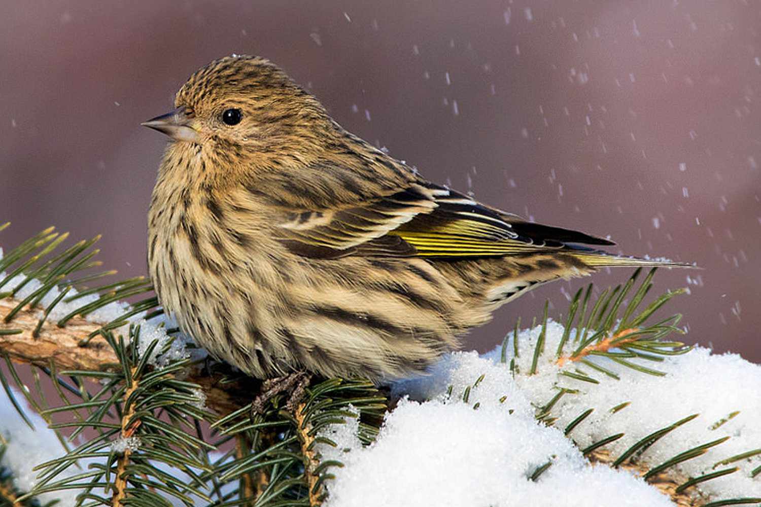 Pine Siskin