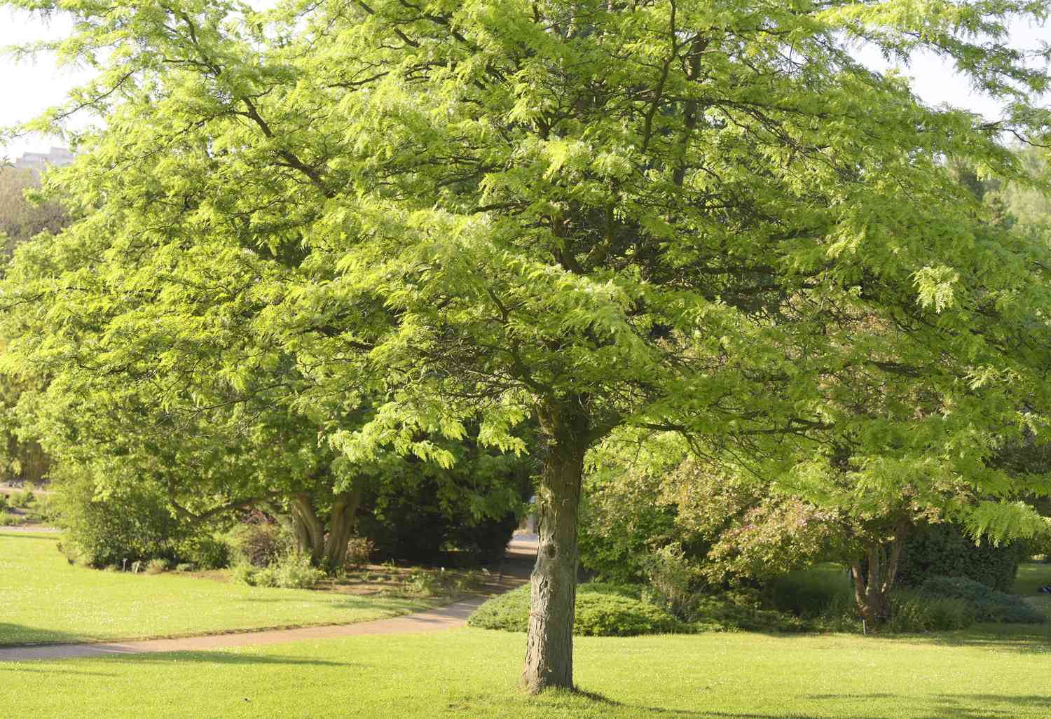 Rama de acacia del sol con hojas verdes brillantes en un jardín