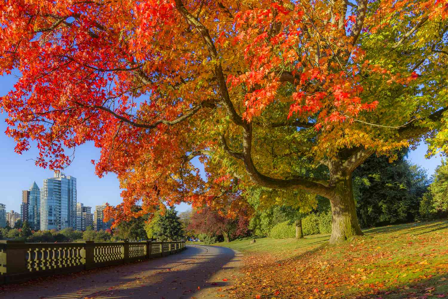 Cor do outono, paredão do Stanley Park, Vancouver, Colúmbia Britânica, Canadá.