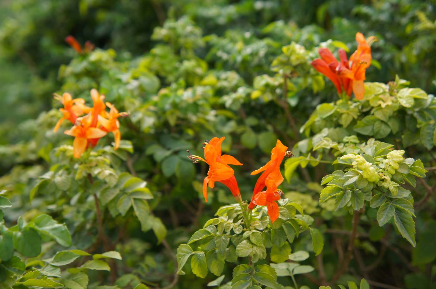 Orange Cape Geißblatt oder Tecoma capensis Pflanze Strauch