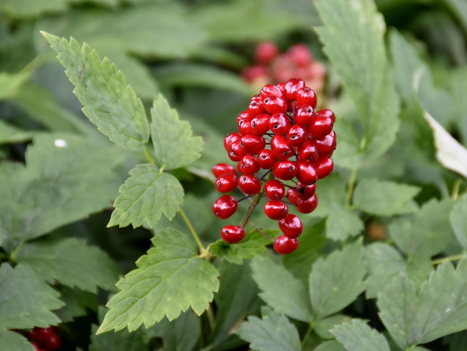 Rote Baneberry