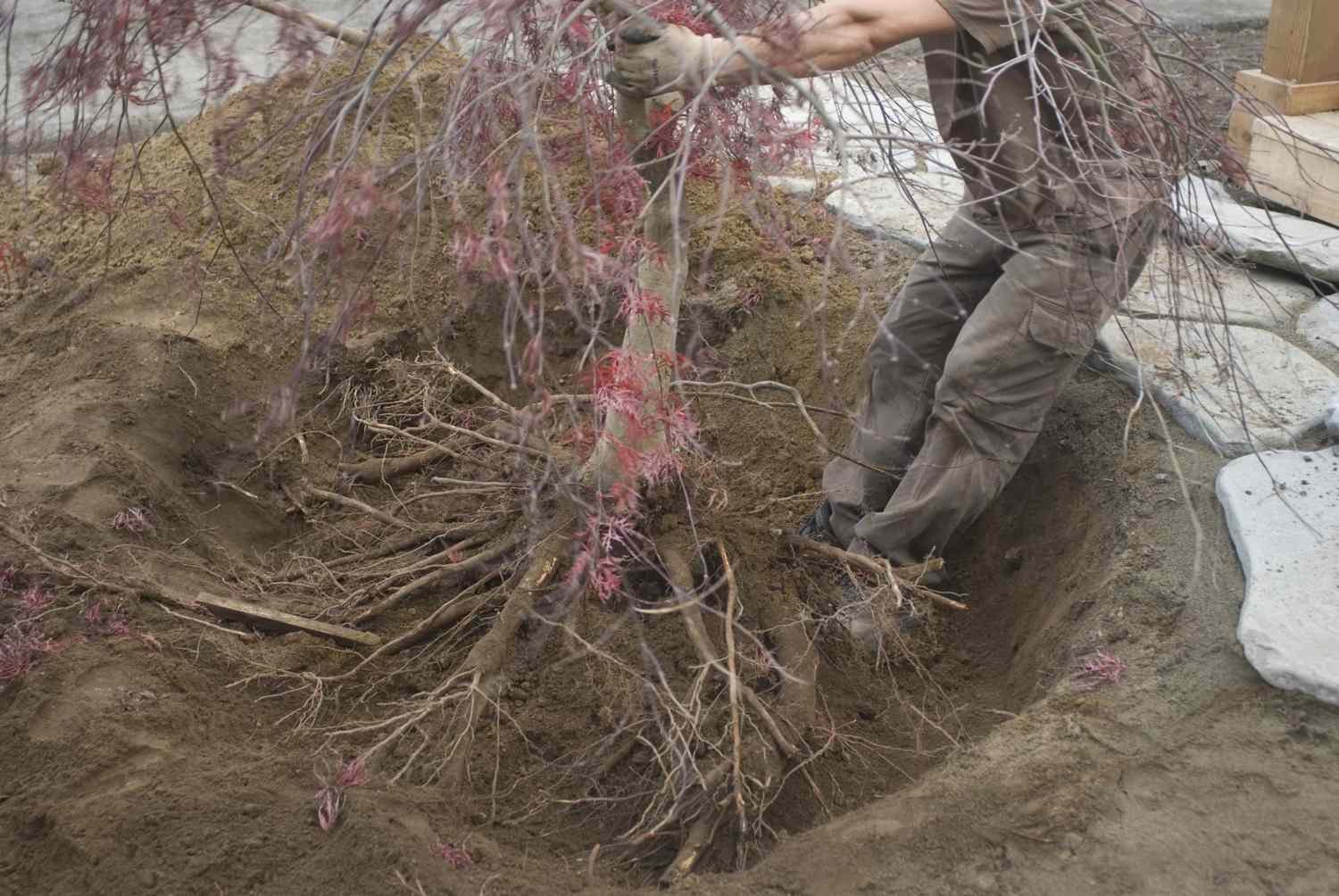 Mann verpflanzt japanischen Ahorn (Acer palmatum)