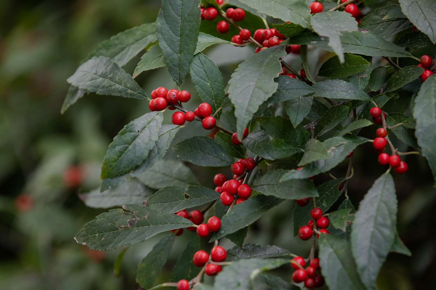 winterberry holly shrub