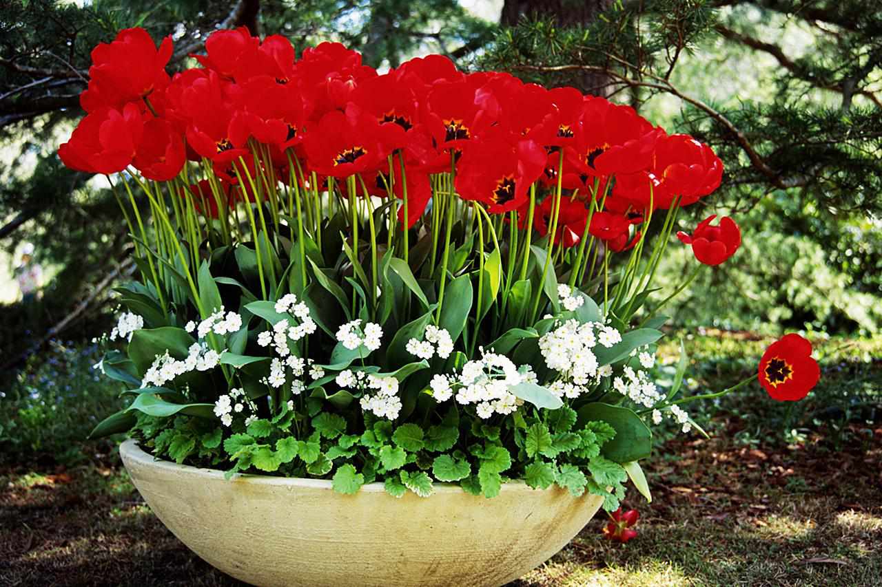 Container mit roter Tulpe (Tulipa) und Primeln (Primulas)