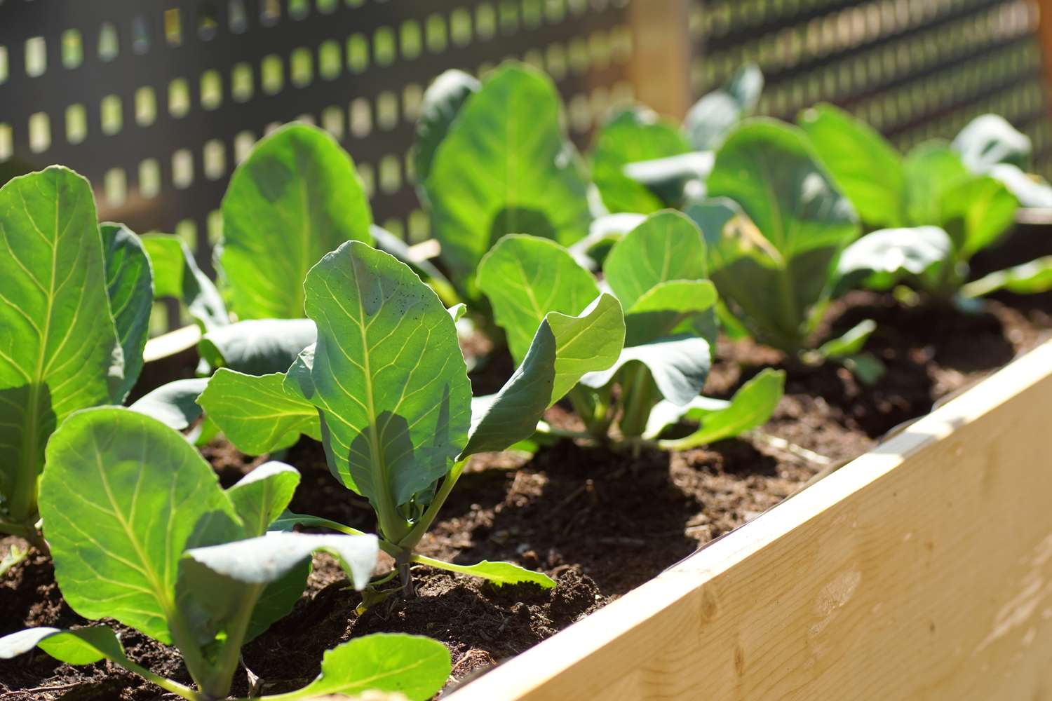 Growing green cabbage and kohlrabi in a raised bed helps prevent root maggots