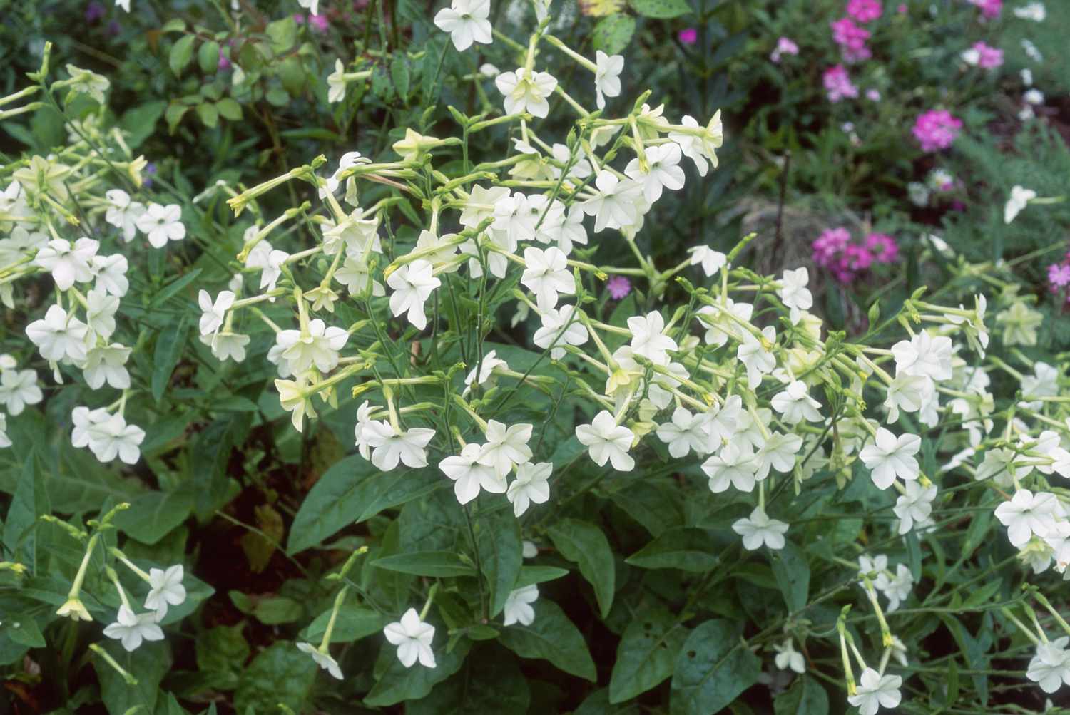 Blütentabak Nicotiana