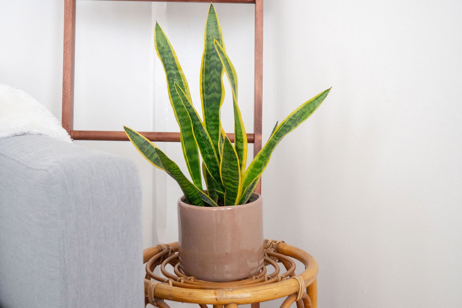 a snake plant on a side table