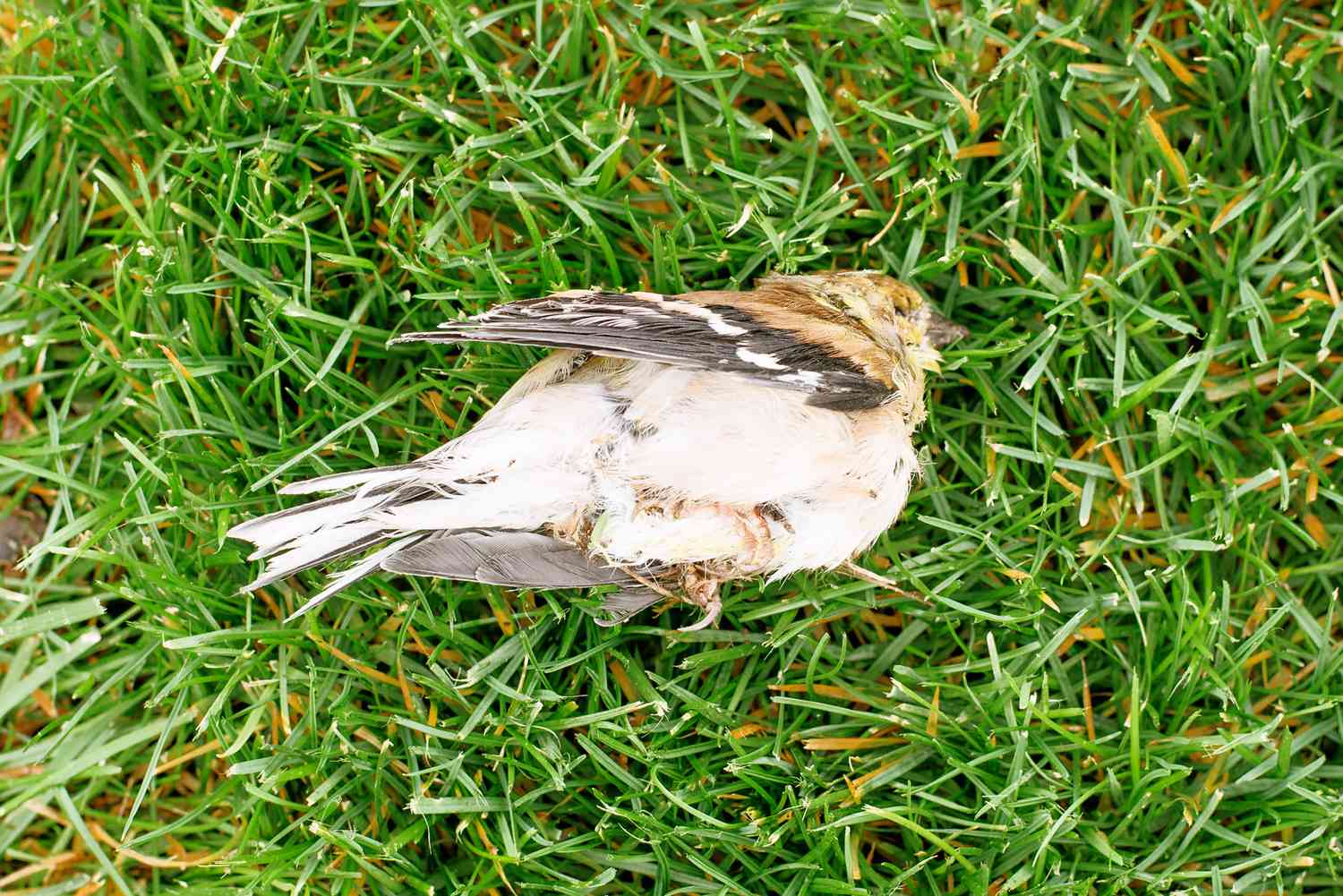 Dead bird lying on yard grass 