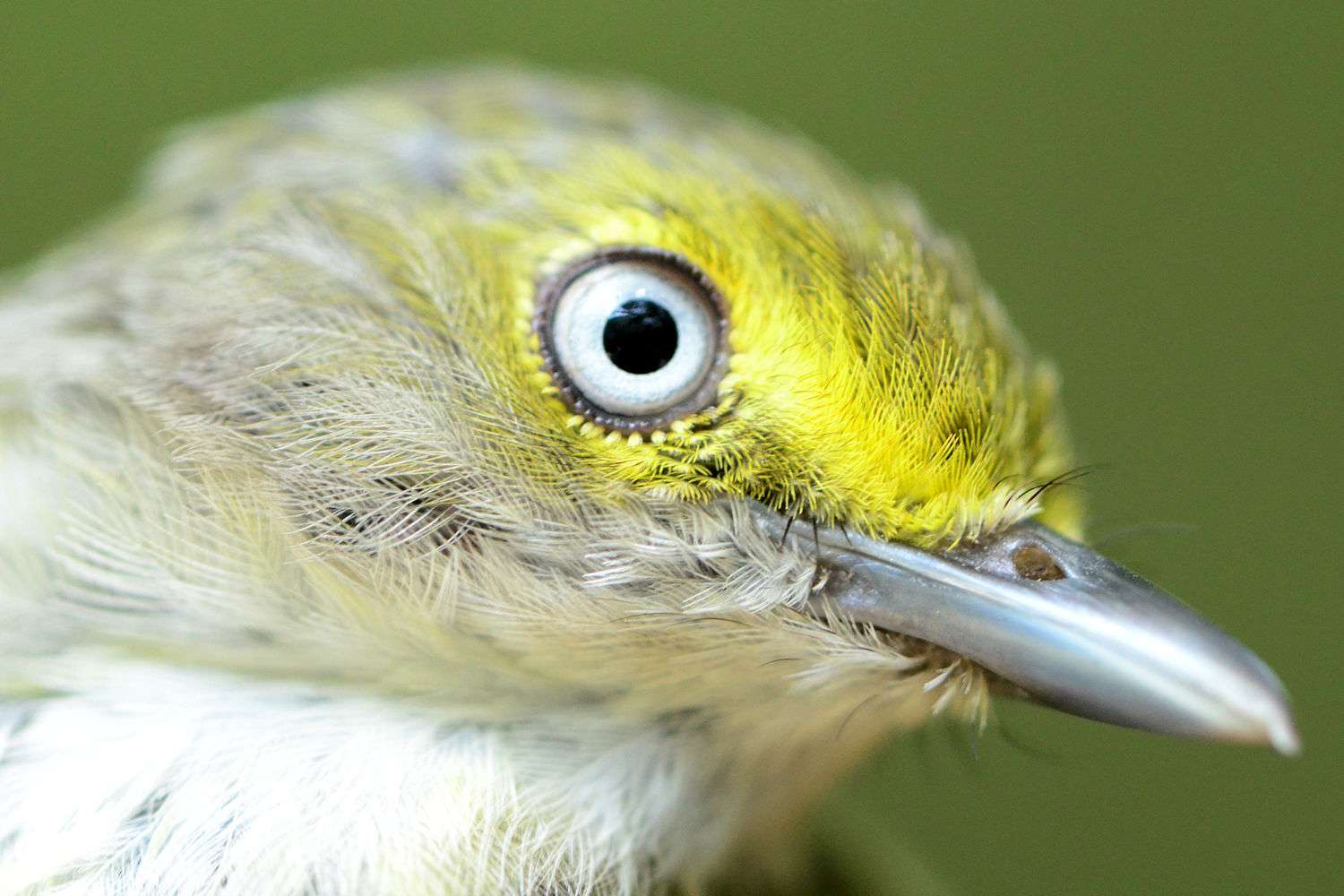 Profil du viréo aux yeux blancs