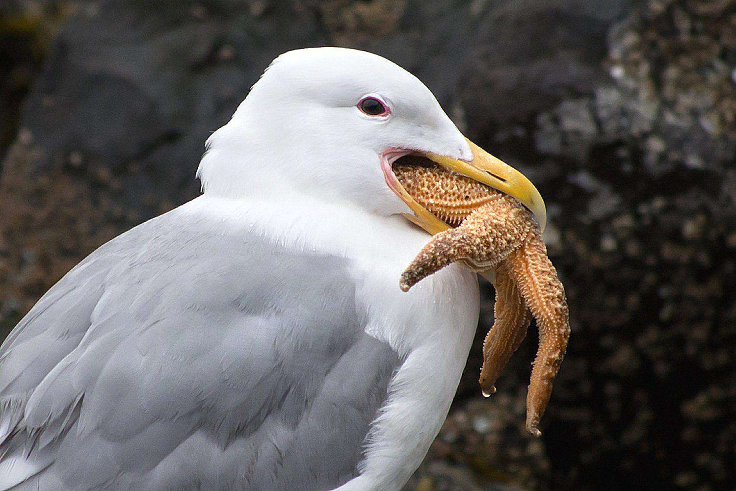 Möwe frisst einen Seestern.