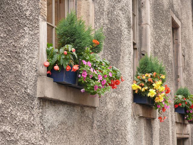 Begonia Window Box