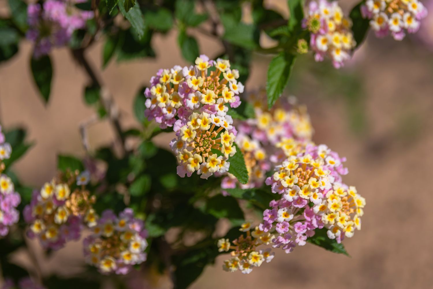 Lantana mit winzigen gelben, weißen und rosa Blütentrauben in Nahaufnahme