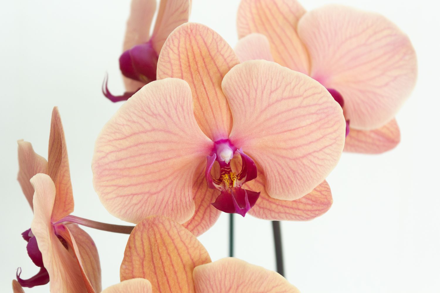 closeup of orchid blooms