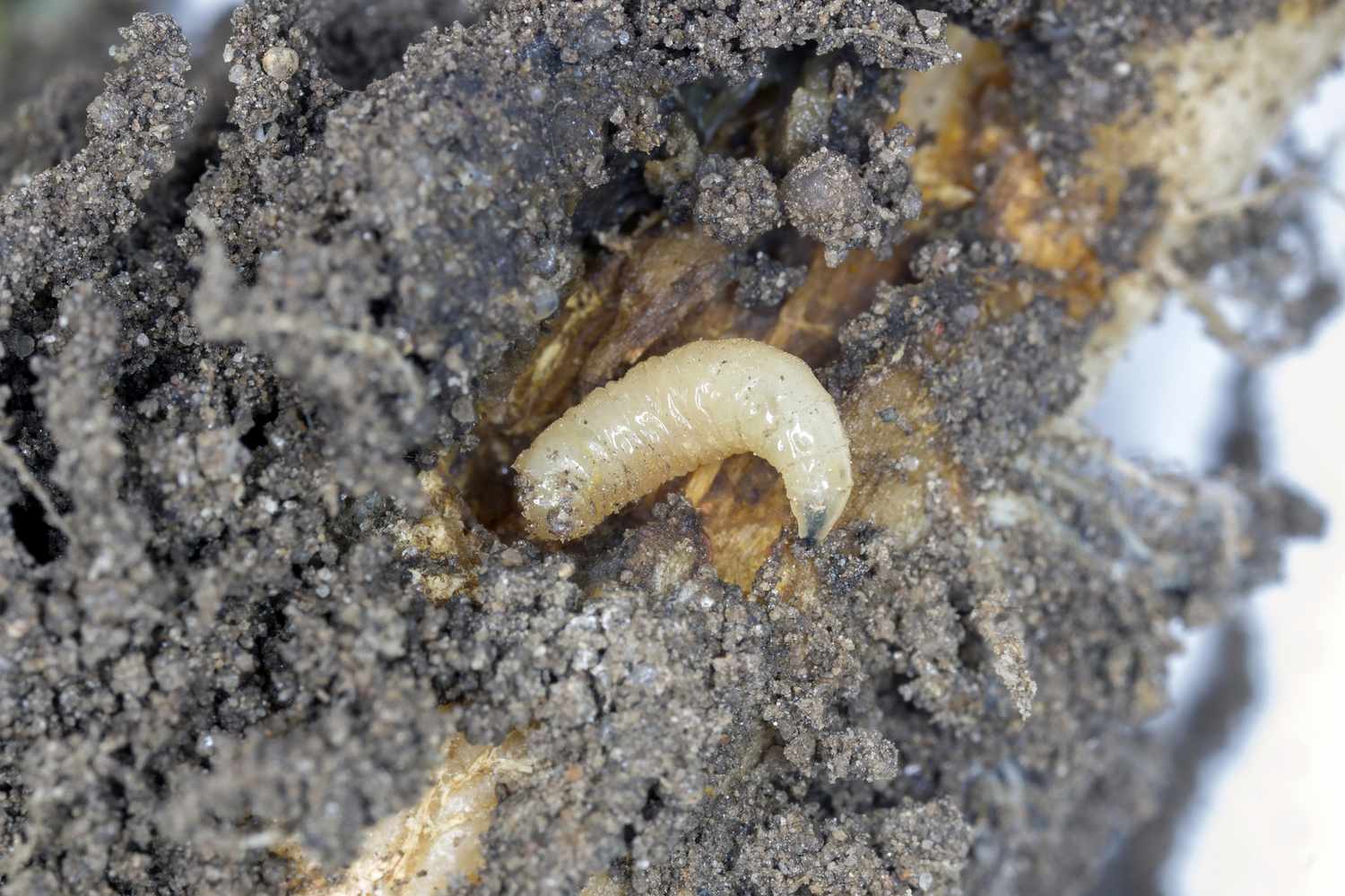Larva da raiz do repolho (Delia radicum) na raiz danificada da colza (canola)