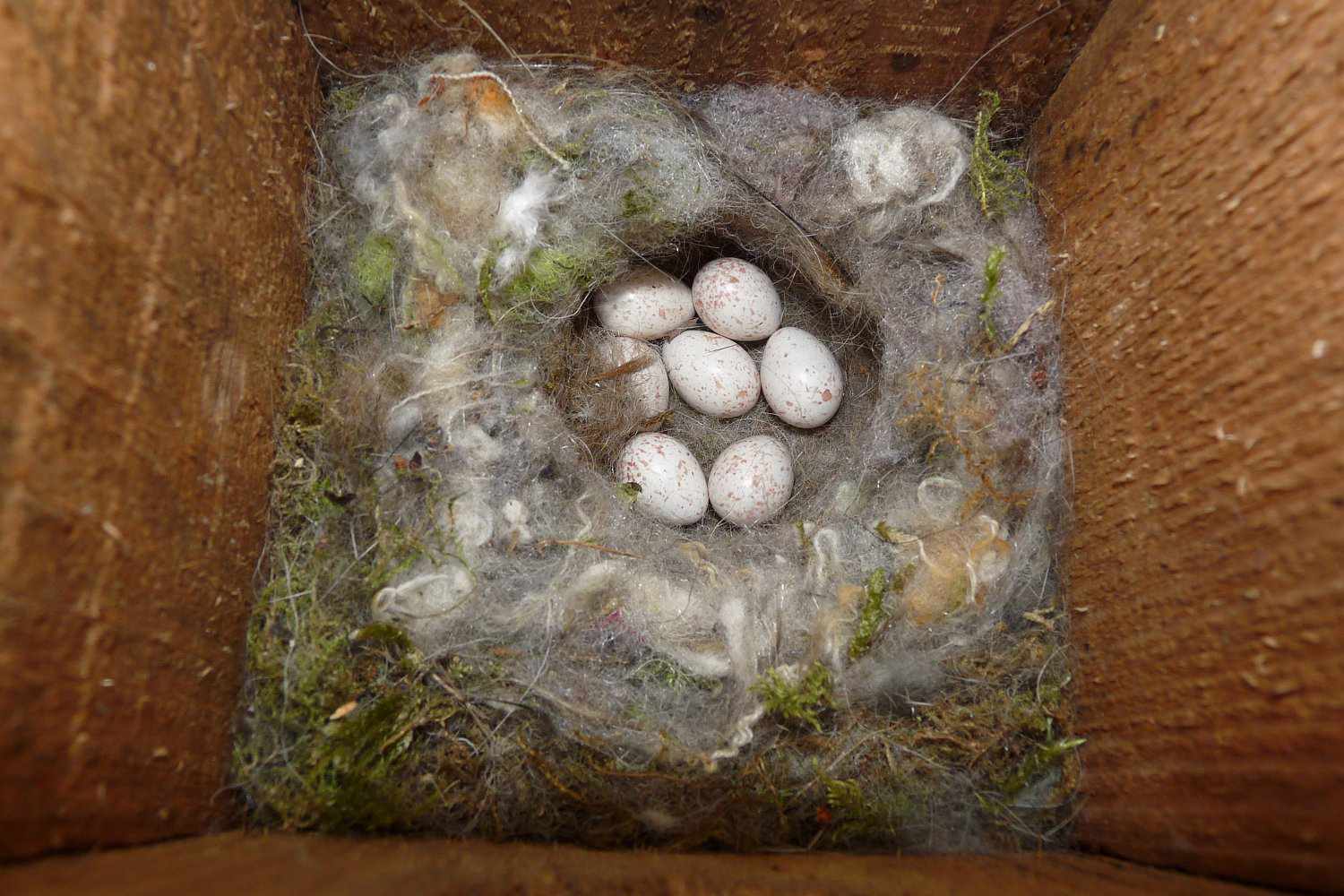 Great Tit Nest in Bird House