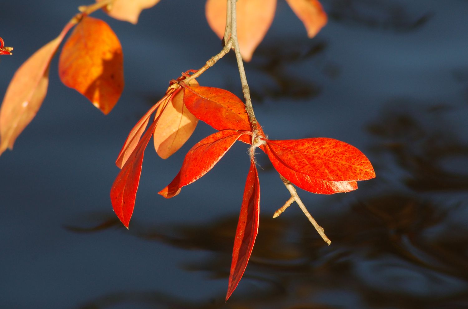 Image of fall foliage of swamp tupelo tree.