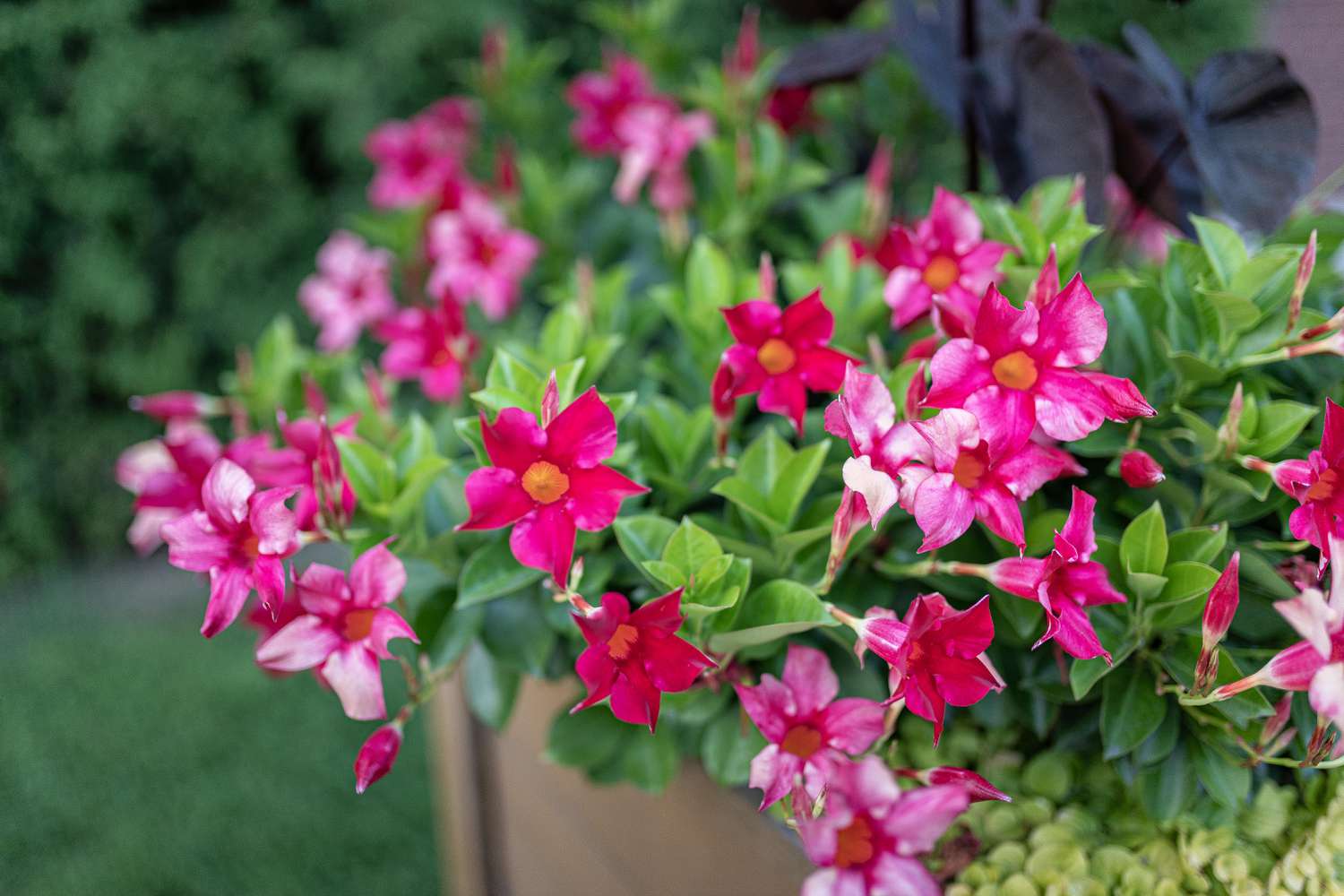 Millionen Glocken in einem Blumenkasten