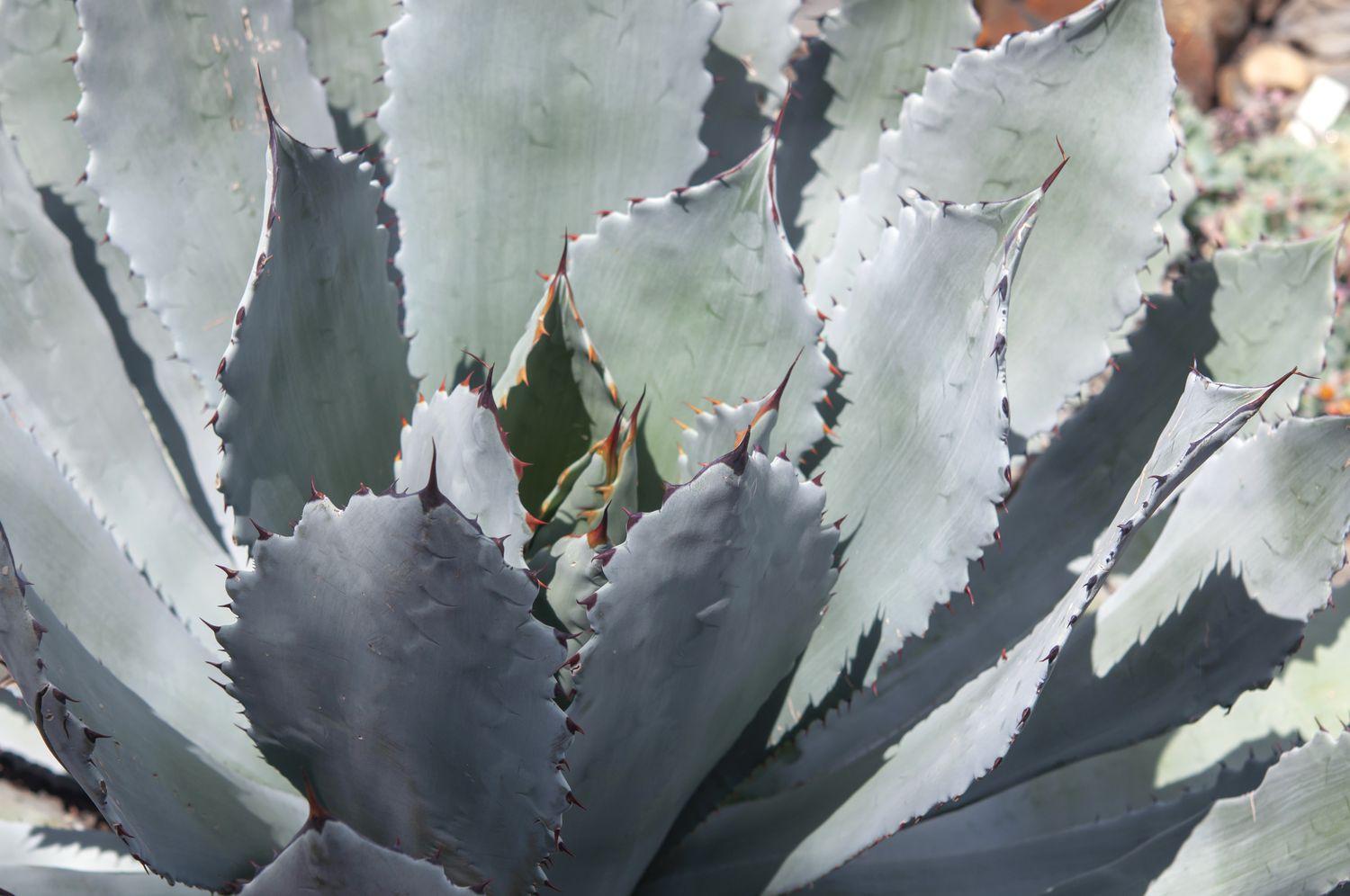 Parrys Agave im Halbschatten in Großaufnahme