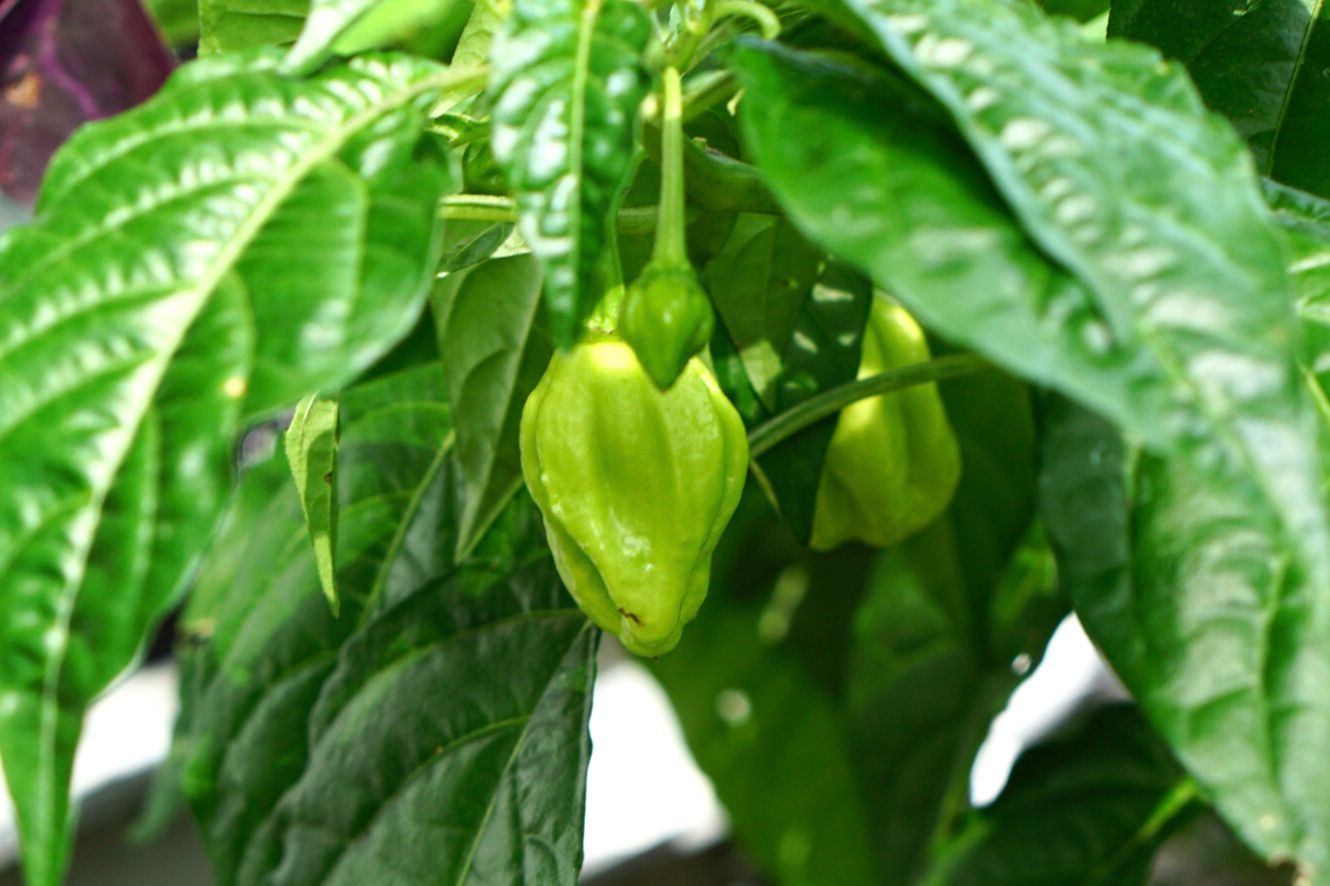 Planta de pimenta fantasma com pimentão verde pequeno