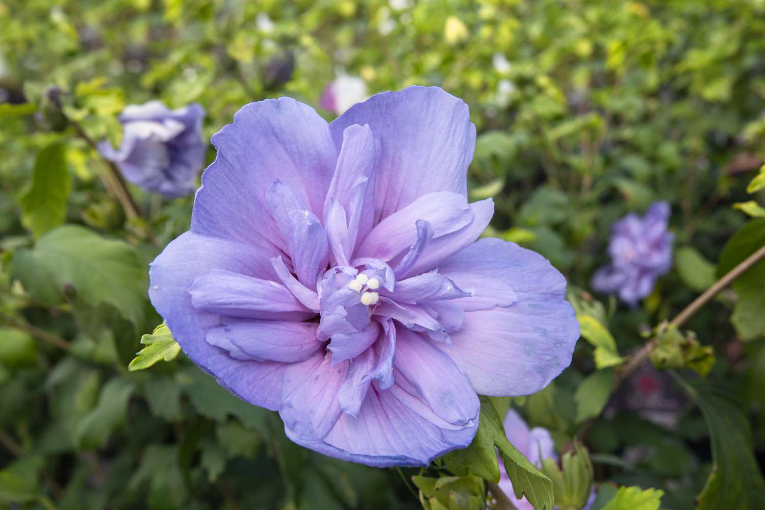 Blaue Chiffonrosenblüte mit großen violett-blauen gerüschten Blütenblättern