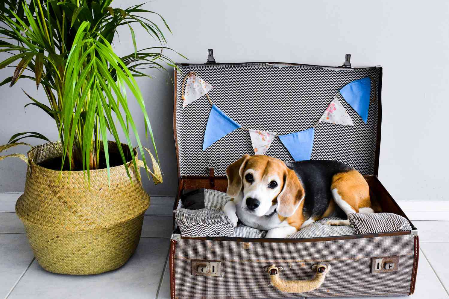 perro en maleta