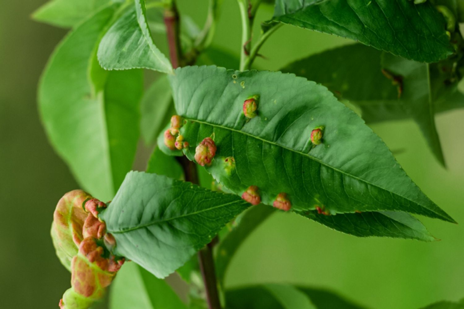 leaf galls