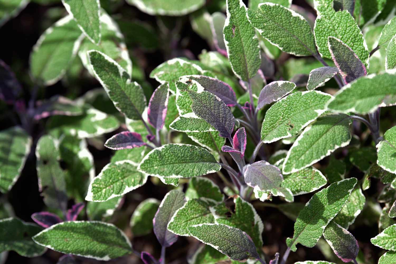 Mehrjährige dreifarbige Salbeipflanze mit bunten weißen und grünen Blättern mit violetten Blättchen im Sonnenlicht