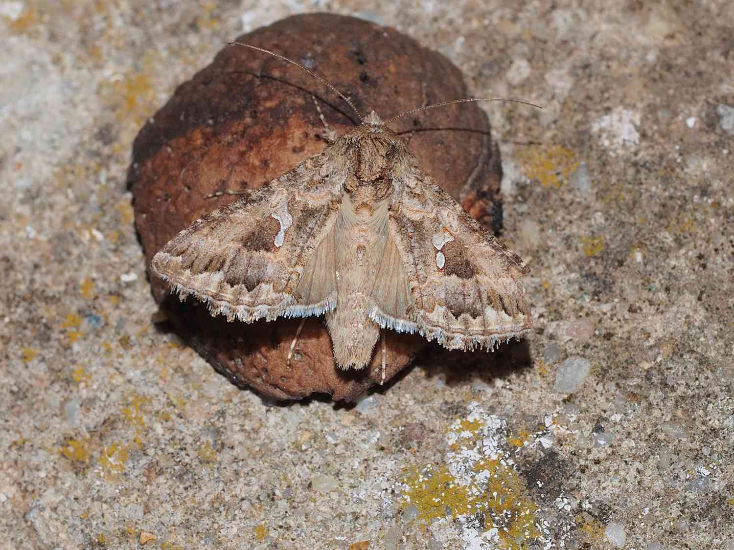 Cabbage looper moth (Trichoplusia ni)
