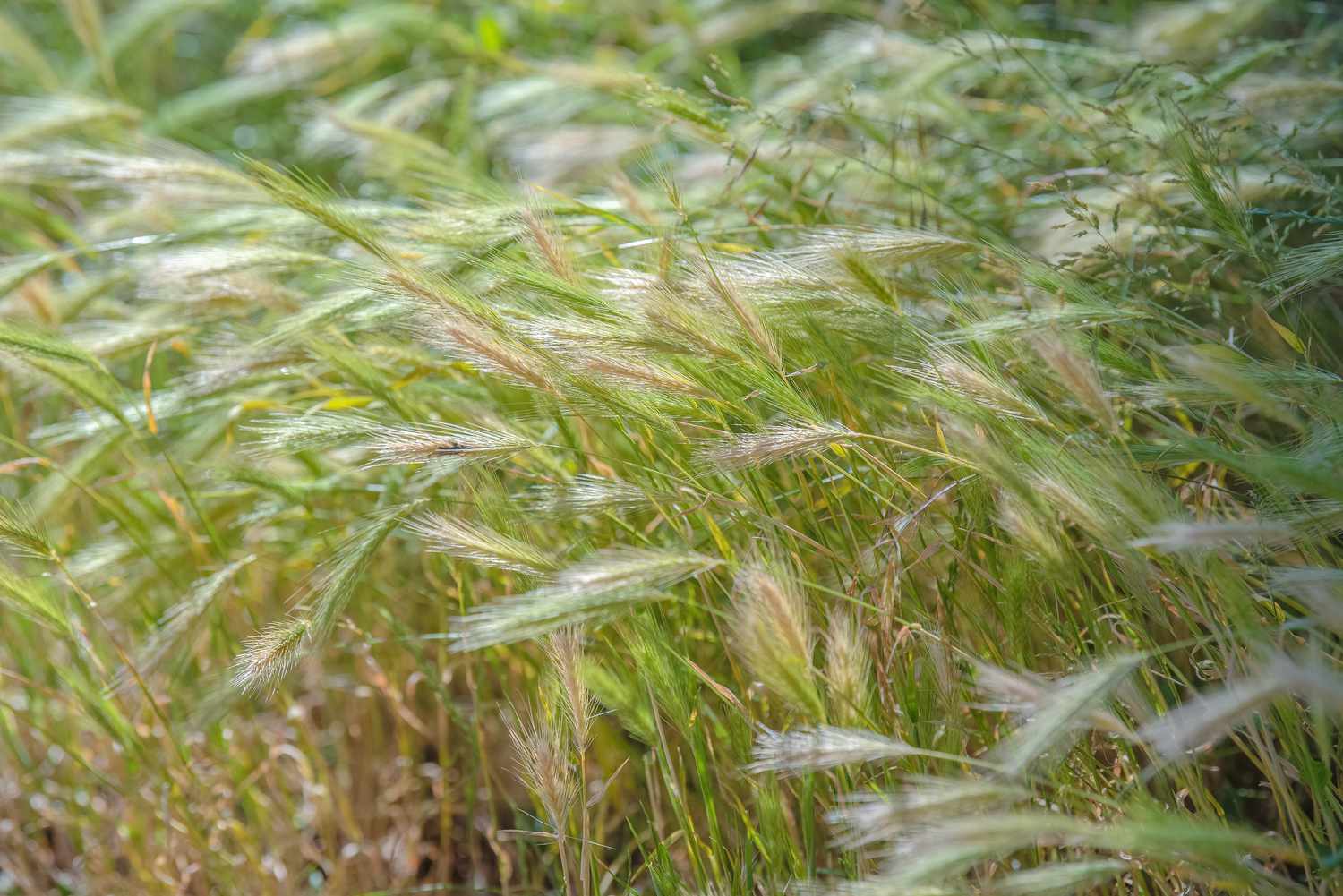 Kanadisches Wildroggen-Ziergras mit bräunlich-grünen Blättern an gebogenen Stängeln