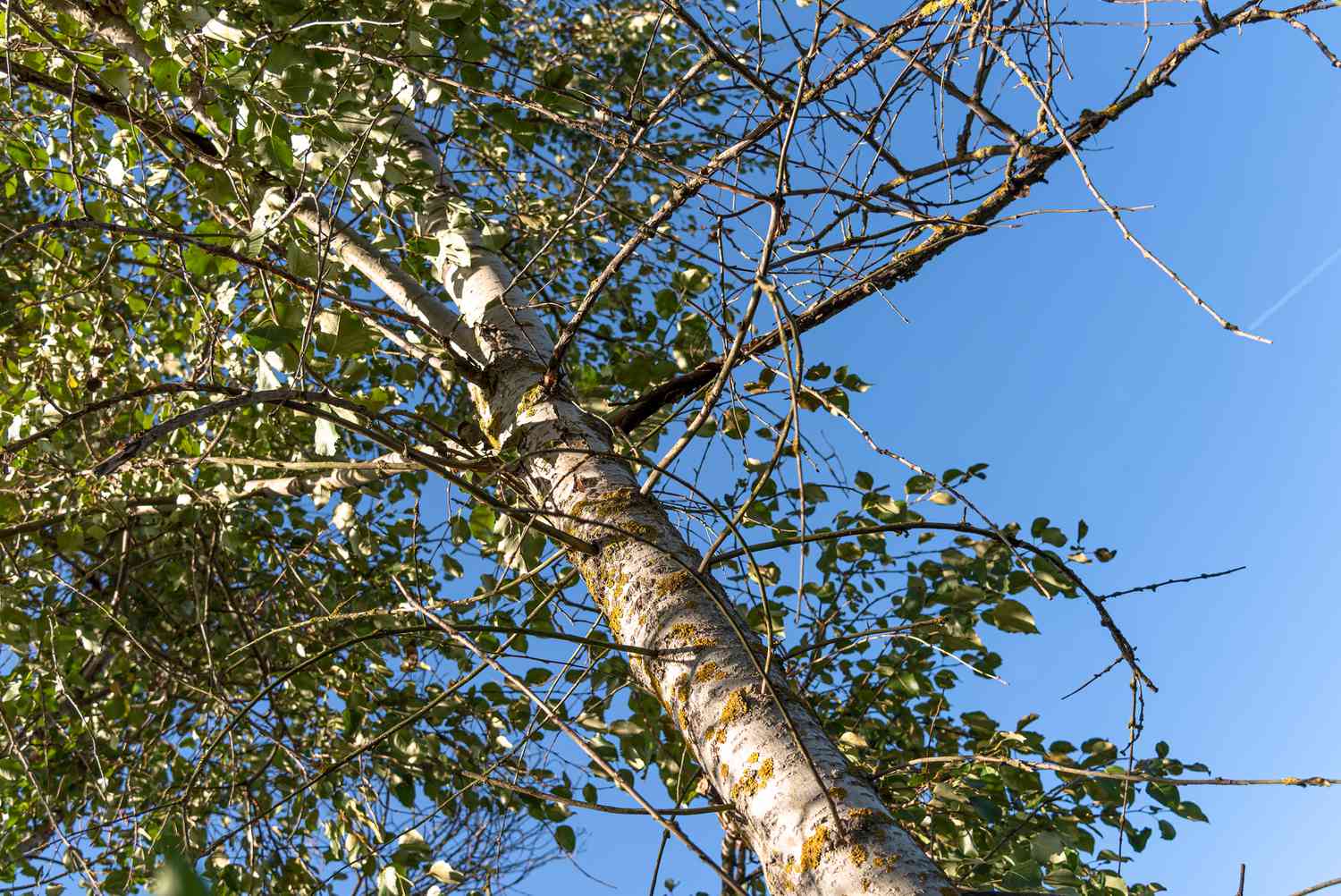 Balsambaum mit heller Rinde und ausladenden Ästen vor blauem Himmel