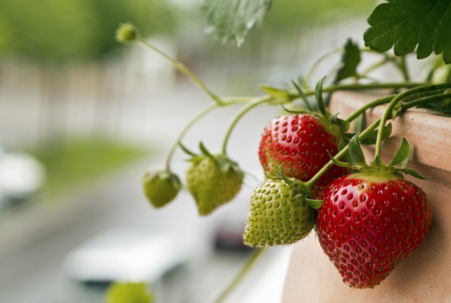 Reifende Erdbeeren an einer Rebe in einem Pflanzgefäß.