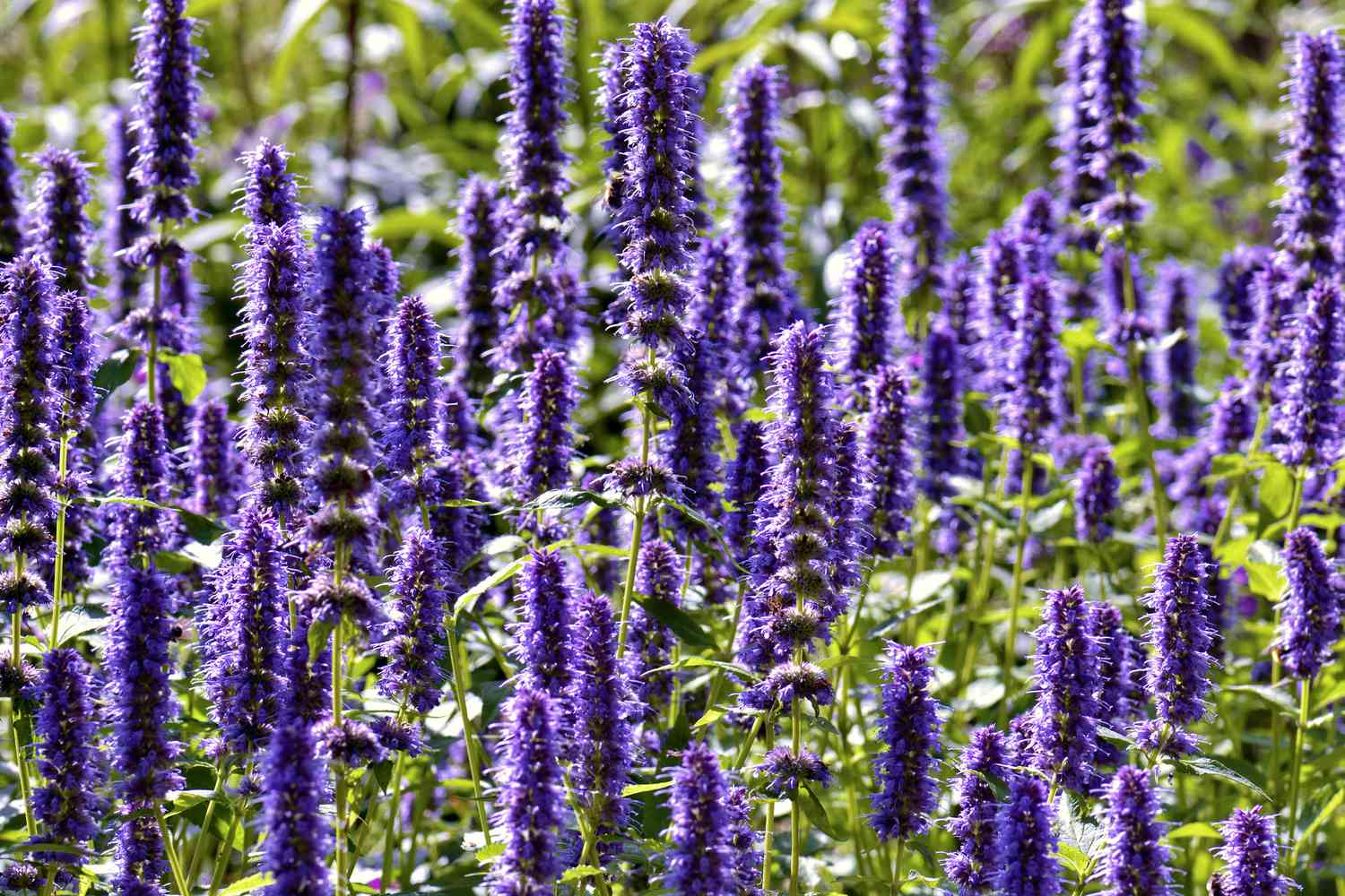 Hisopo gigante (Agastache rugosa)