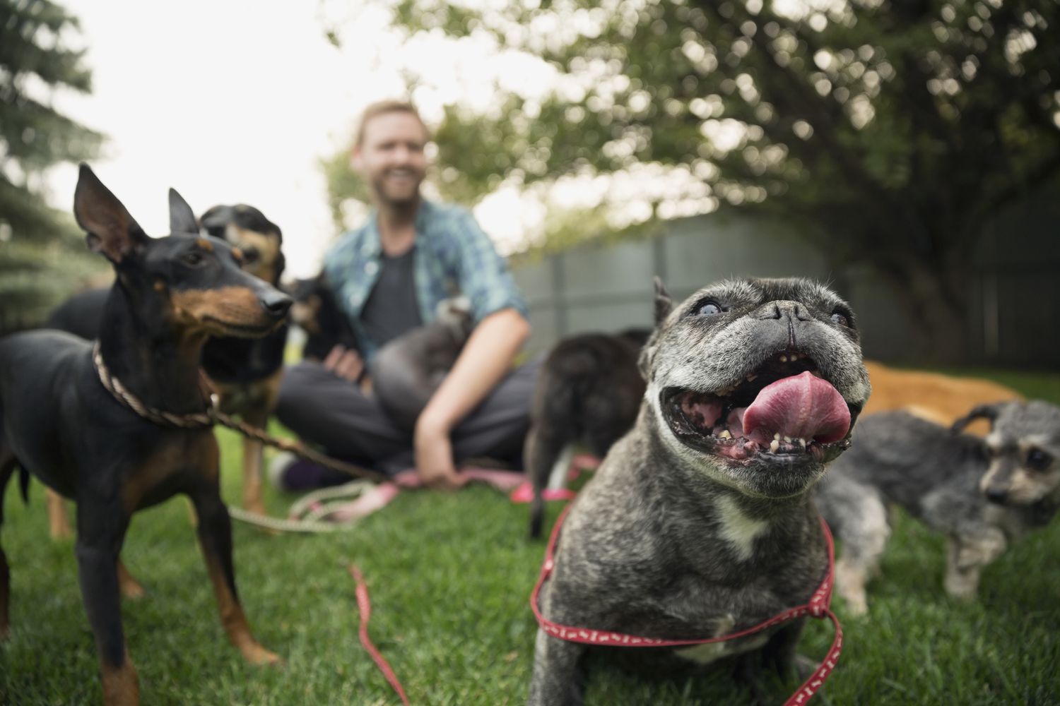 Hombre sentado en el césped con perros.