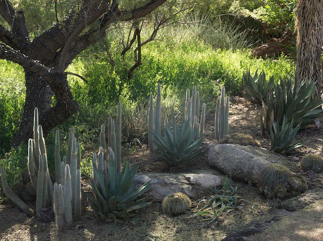 Cacti and yucca beneath trees in woodland setting