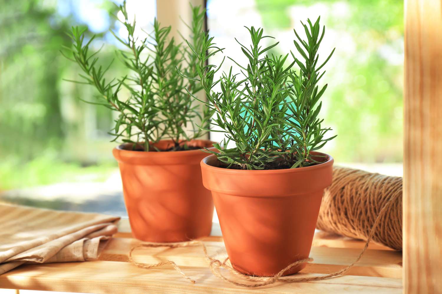 Pots avec du romarin sur la table