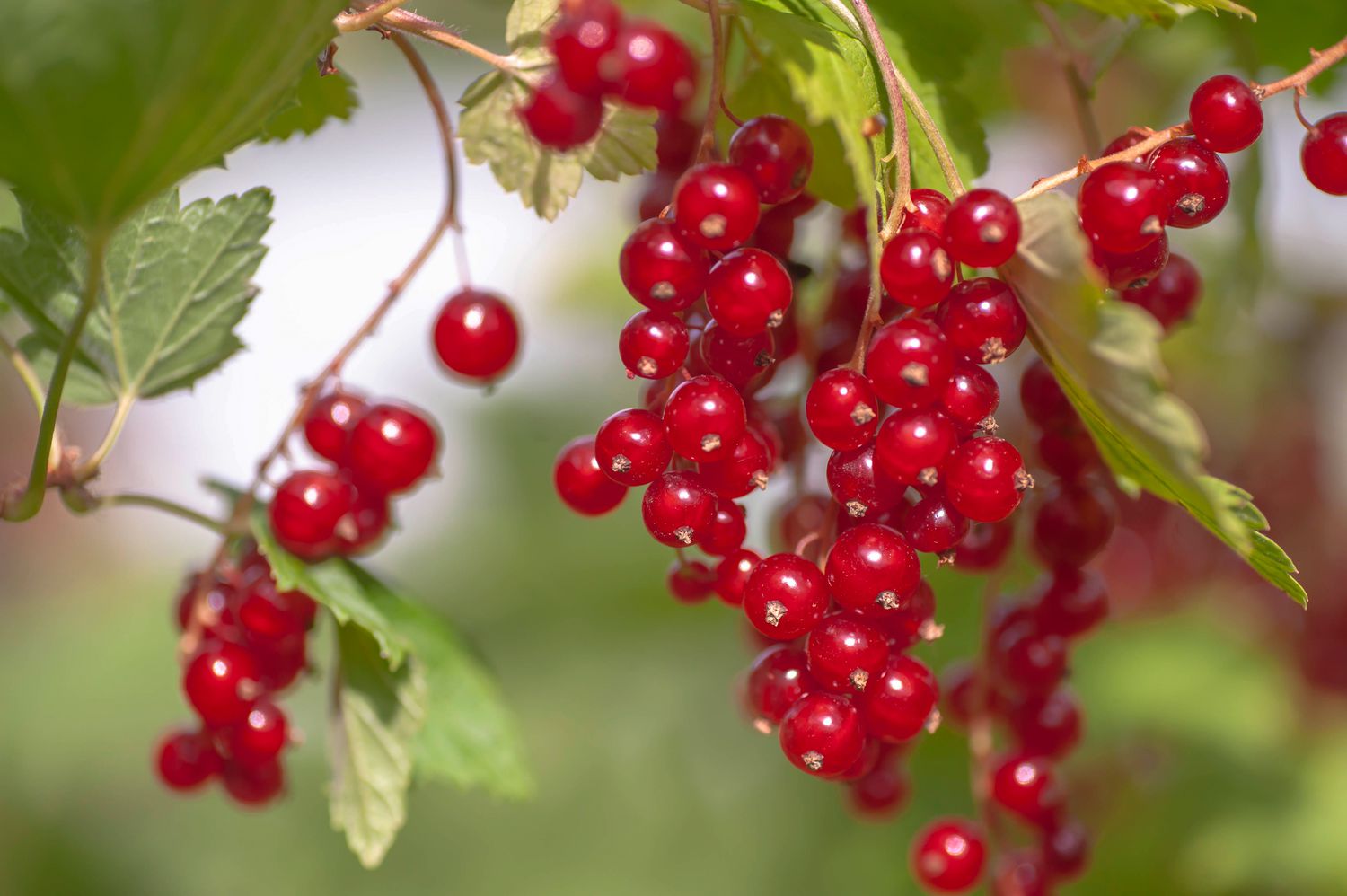 rote Beeren wachsen