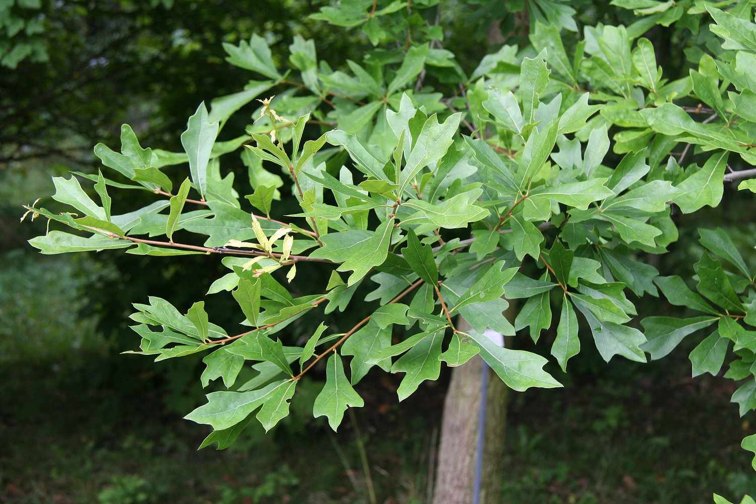 Quercus nigra