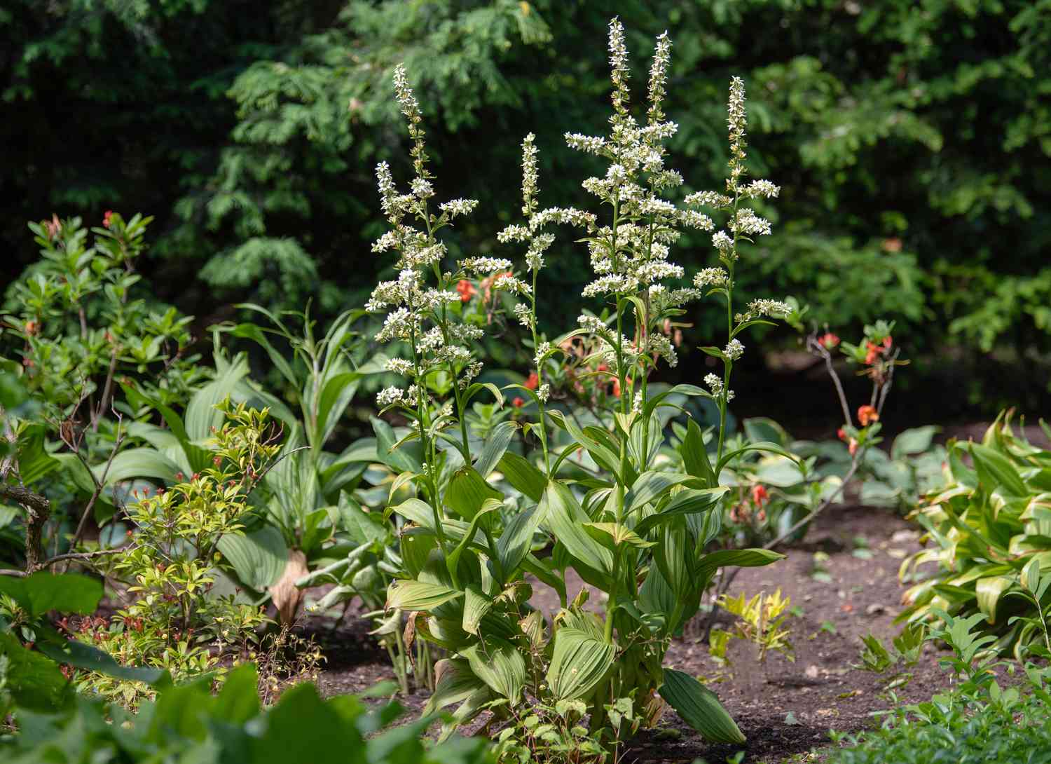 Plantas de falso heléboro com hastes altas e finas e panículas de flores brancas no jardim