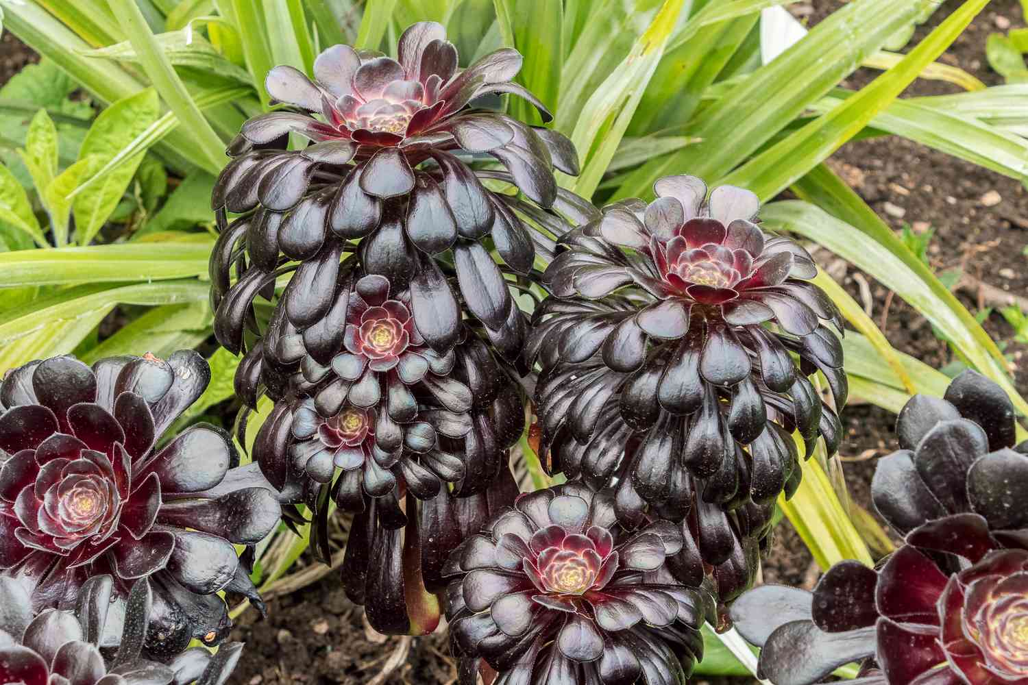 Mehrere Stängel von Aeonium mit schwarzen Blättern.