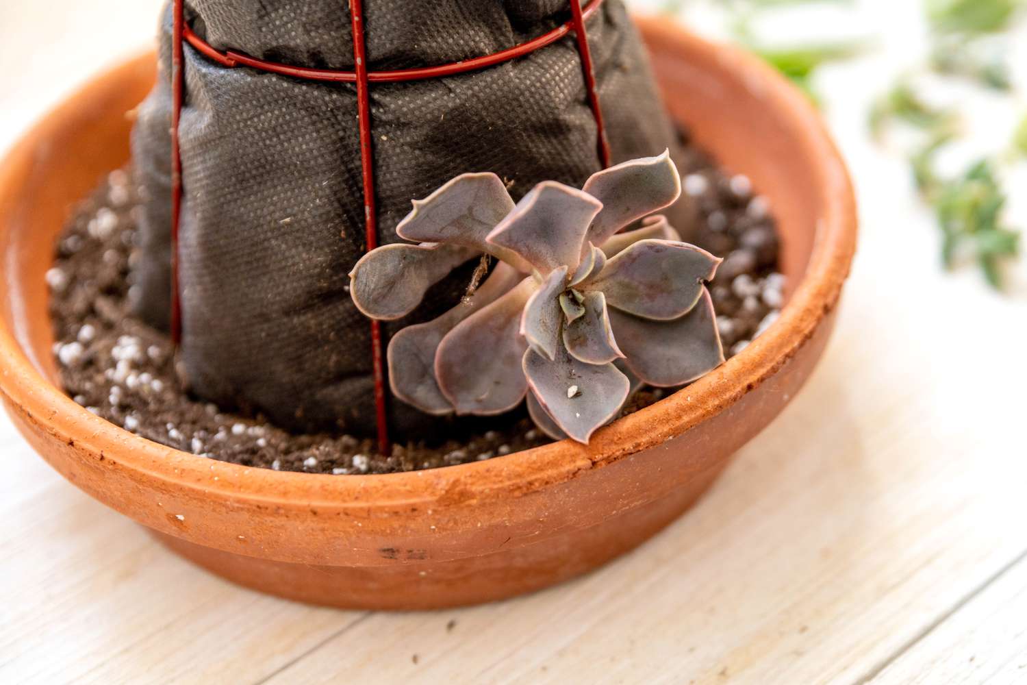 Succulente insérée dans la toile géotextile du pied d'arbre 