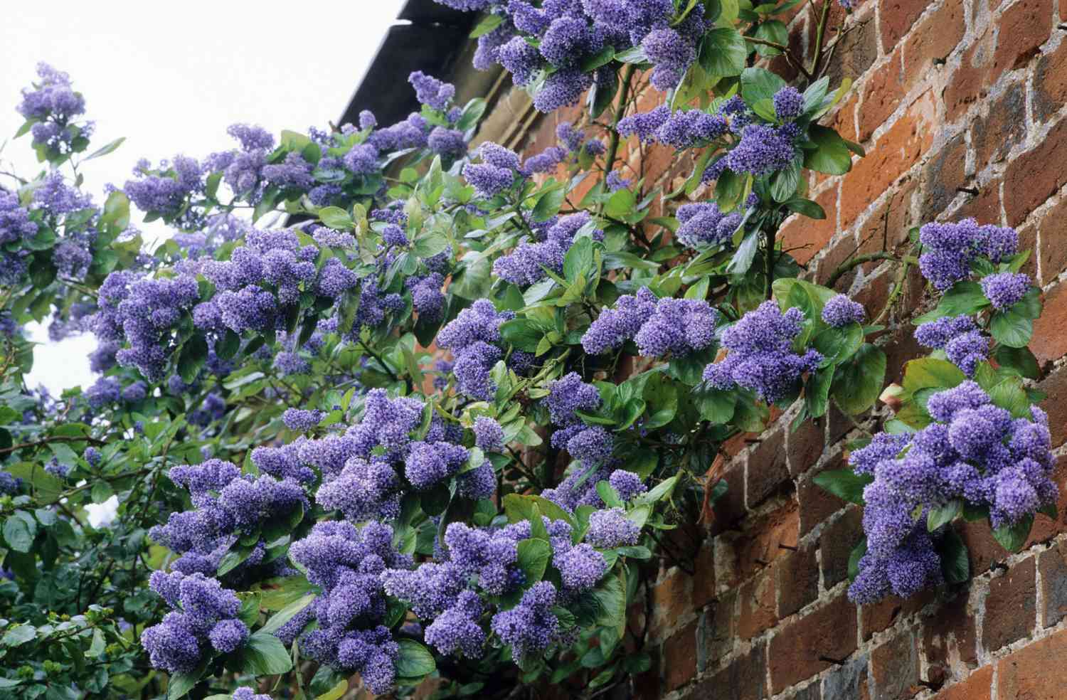 California Lilac (Ceanothus)