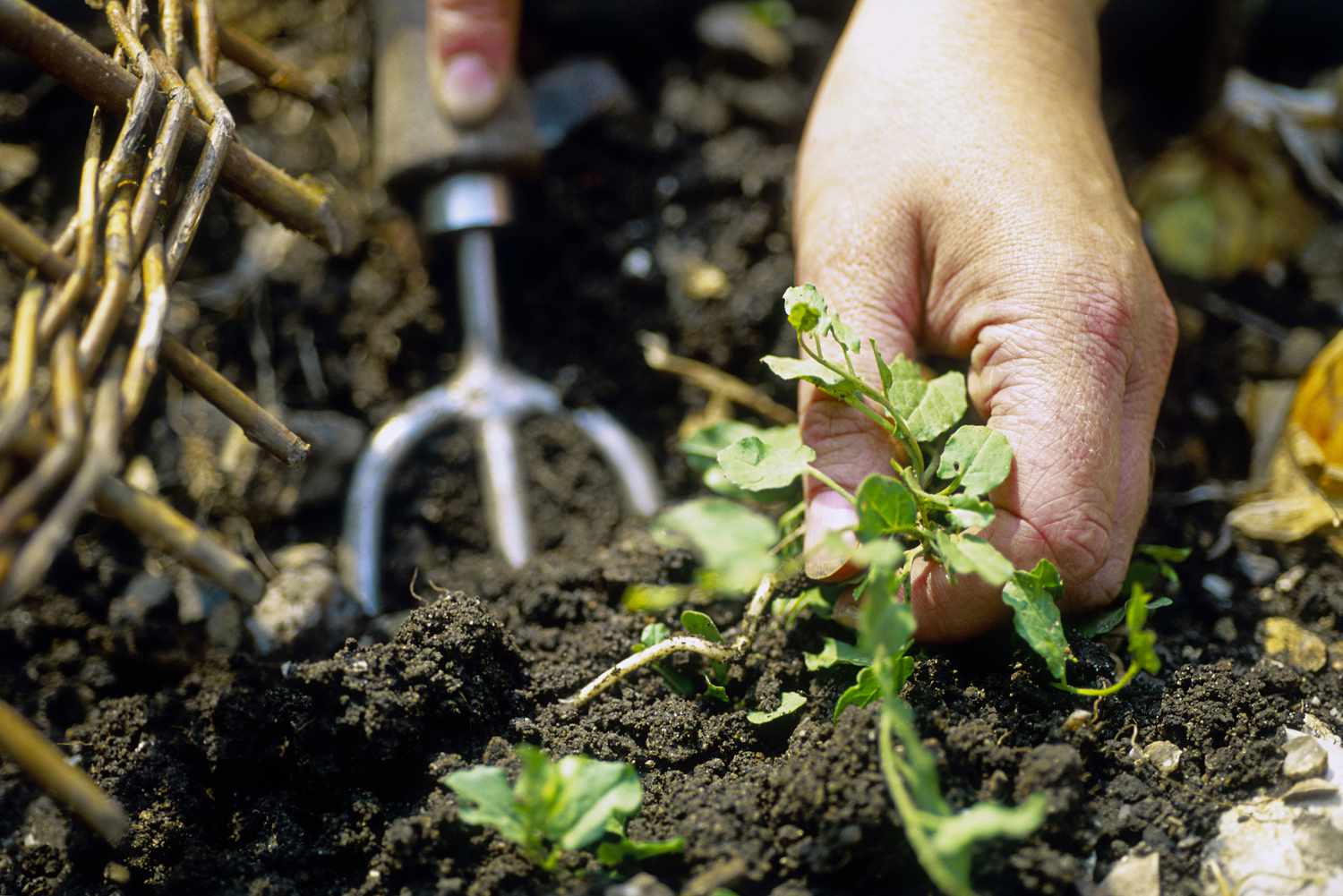 Person, die Unkraut in einem Garten ausreißt