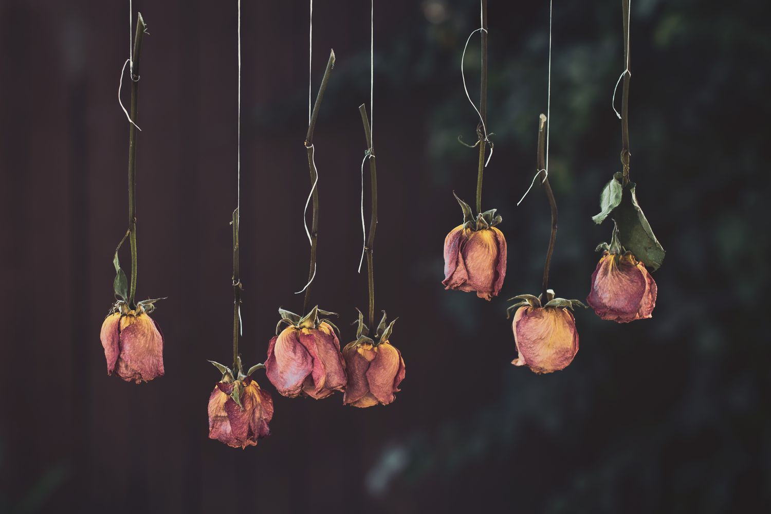 getrocknete Rosen als Dekoration aufgehängt