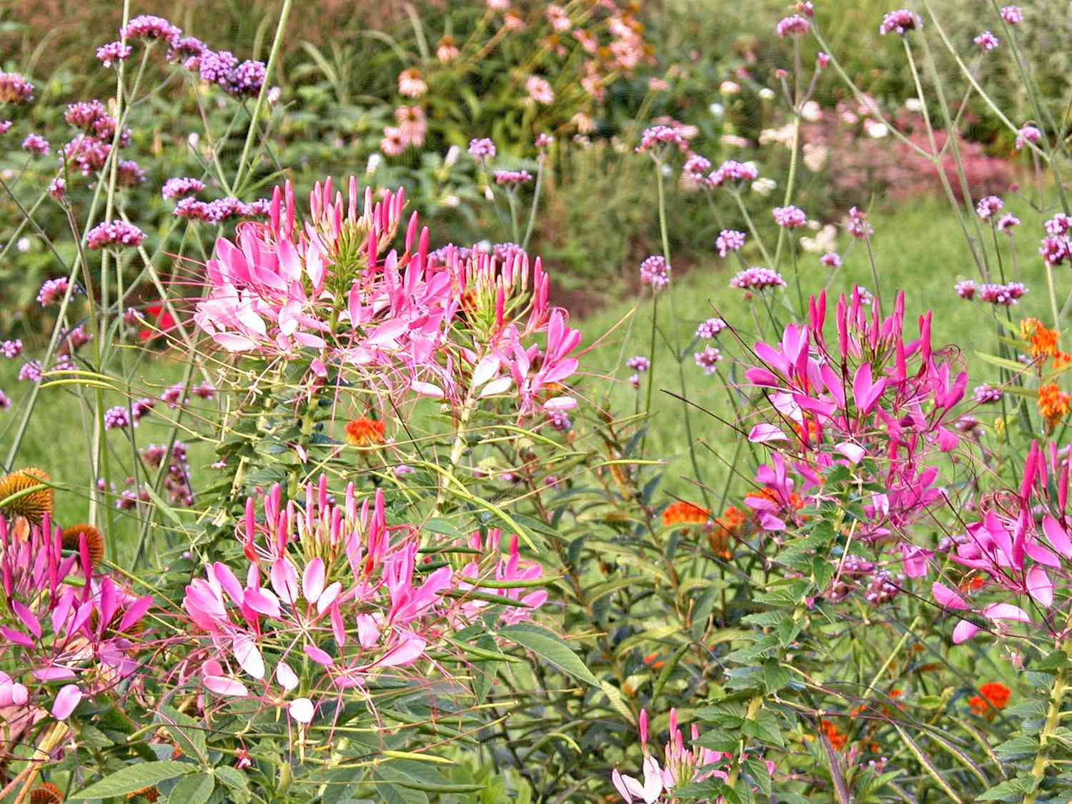 Garten der einjährigen Blumen in Blüte