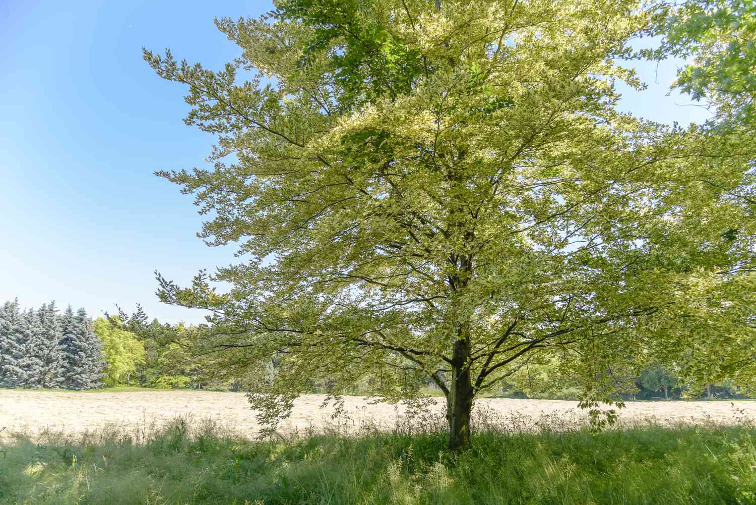 Gegenständig verzweigter Baum mit hellgrünen Blättern vor einem Feld
